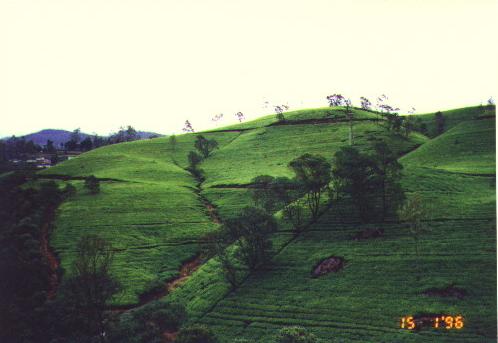 Tea Plantations