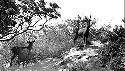 wild1.jpg (17133 bytes)