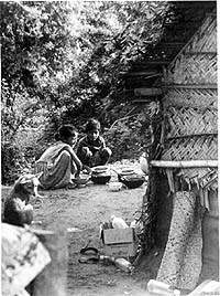 wild2.jpg (22966 bytes)