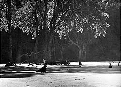 wild3.jpg (15112 bytes)