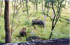 hela10.jpg (16807 bytes)