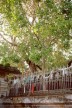 Sri Maha Bodhi at Anuradhapura