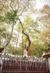 Sri Maha Bodhi at Anuradhapura