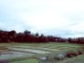 Rice Fields